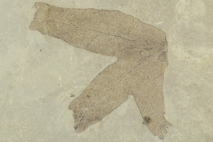Fossil Climbing Fern (Lygodium) Leaf -Green River Formation, Utah #356127